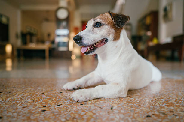 istock relaxed jack russell terrier lying on floor at home with happy expression in peaceful indoor atmosphere 2213048658
