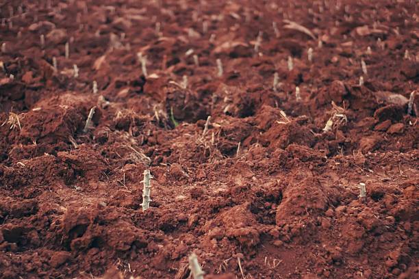 Close-up view of cassava stalks planted in freshly tilled red soil farmland in rural Thailand, showing early stages of agricultural planting.