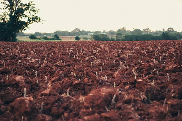 Close-up view of cassava stalks planted in freshly tilled red soil farmland in rural Thailand, showing early stages of agricultural planting.