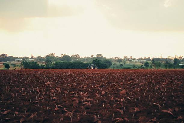 Close-up view of cassava stalks planted in freshly tilled red soil farmland in rural Thailand, showing early stages of agricultural planting.
