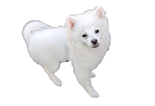 A white Pomeranian dog isolated on white
