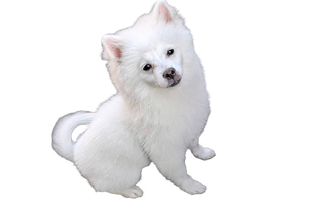 istock A white Pomeranian dog isolated on white 2213052352