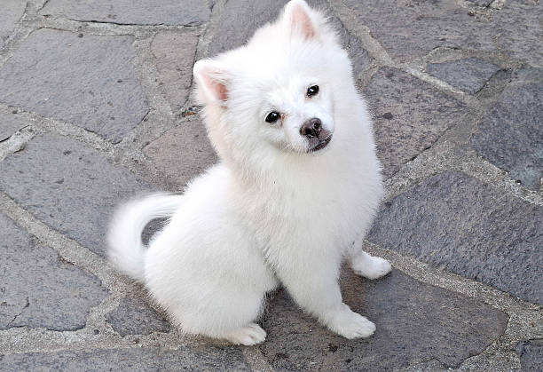 istock A white Pomeranian dog. Little dog 2213052376