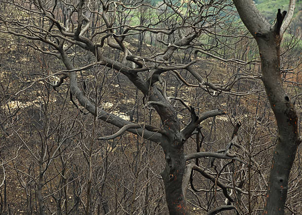 Burnt mountain forest after a fire. Carmel Mountains. It is a popular recreation area and one of the largest forests in Israel