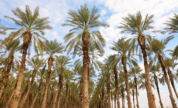 istock Mediterranean date palm plantation 2213054498