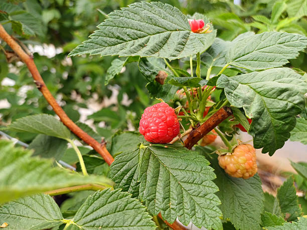 istock Raspberries in the greenhouse 2213054546
