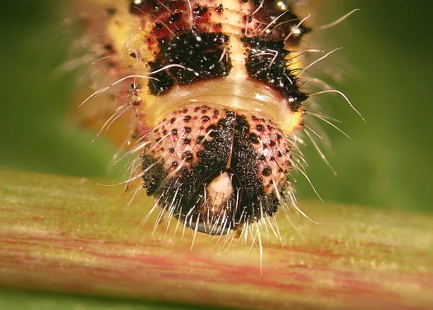 istock Larva of Cabbage butterfly, Pieris brassicae 2213054555