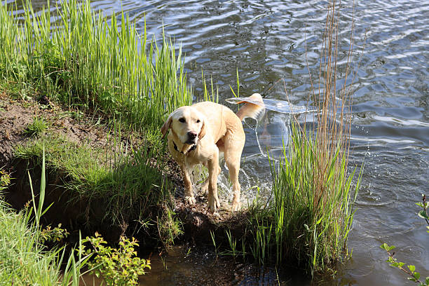 Golden retriever swimming