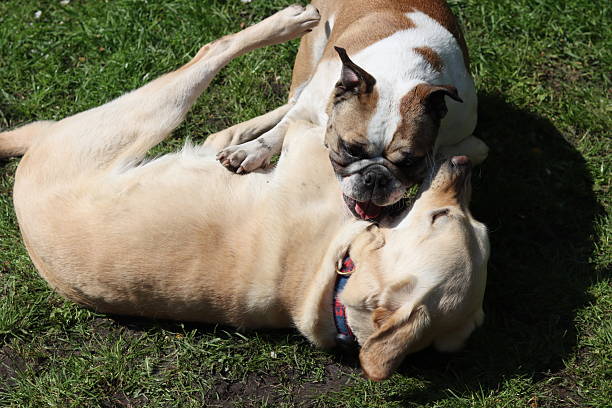 istock Labrador and bulldog playing together 2213055701