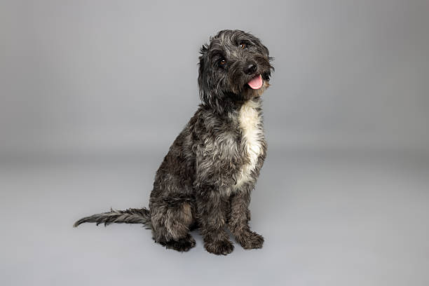 istock Curly-Haired Dog Sitting with Tongue Out on Gray Studio Background 2213056320