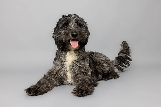 Curly-Haired Dog Lying Down and Smiling on Gray Studio Background