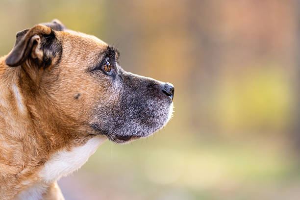 istock Side Profile of a Brown Dog Outdoors in Autumn 2213056514