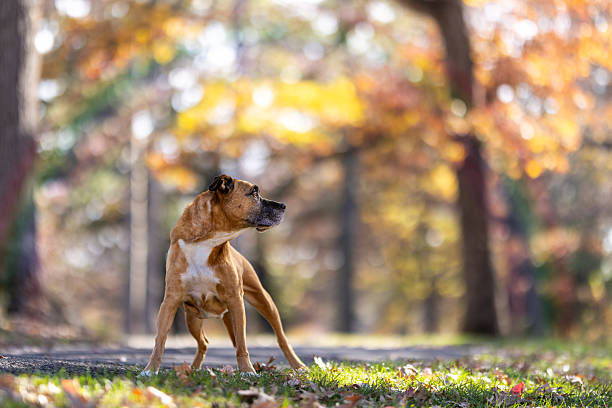 Brown dog with white chest glances over its shoulder on a tree-lined path surrounded by vibrant autumn foliage in a scenic outdoor setting.