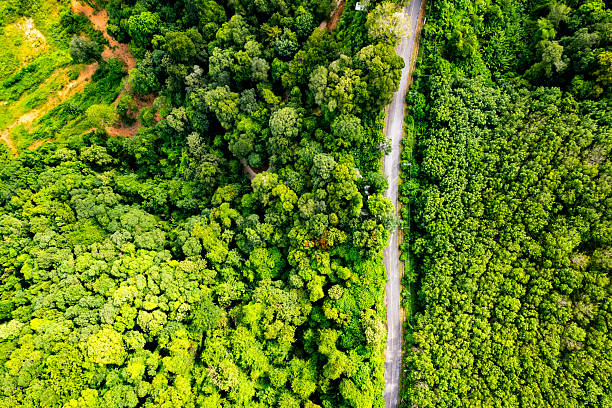 istock Aerial view Tropical Rainforest trees mountains,Top view green forest background 2213057408