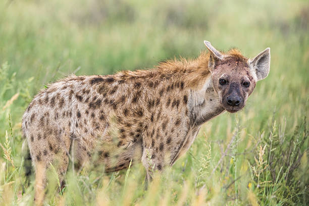 Spotted hyena portrait looking at the camera