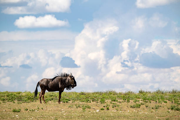 Wildebeest resting on the Kalahari desert hill