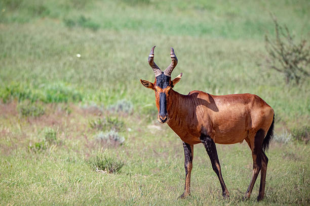 Red hartebeest portrait in Kalahari