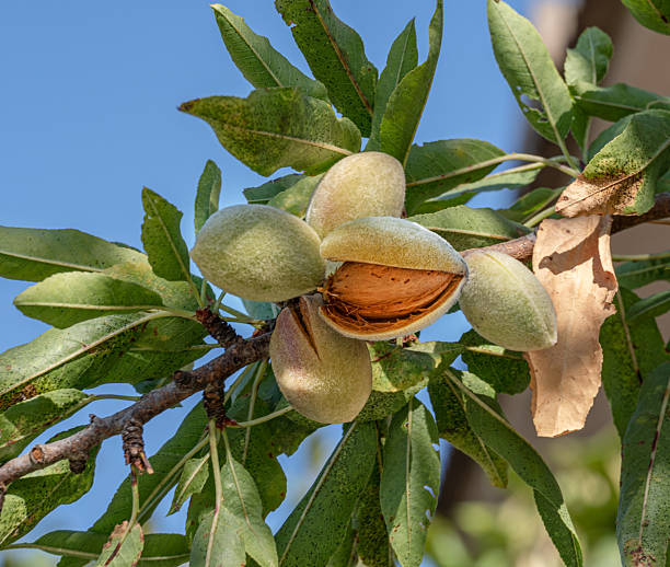 istock Almond nuts on almond tree close up. Blue sky at the background. 2213058234