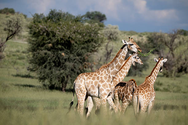 istock Giraffe mother feeding the offspring 2213058293