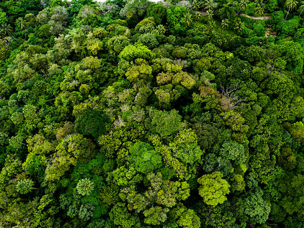 istock Aerial view Tropical Rainforest trees mountains,Top view green forest background 2213058641
