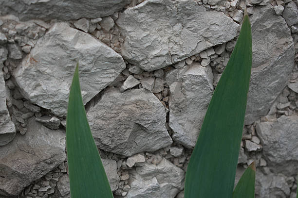 Rough stone wall composed of irregularly shaped rocks creating a rustic texture. Large, flat stones are interspersed with smaller fragments filling gaps. In the foreground, two broad green leaves with smooth surfaces extend upward, partially obscuring the stonework. The scene suggests an integration of natural and constructed elements, possibly for landscape design or decorative purposes. The contrast between the rough, gray stone and the vibrant green leaves highlights nature's interplay with human-made structures.