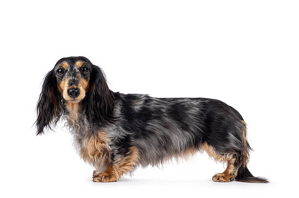 istock Dachshund dog on white background 2213059542