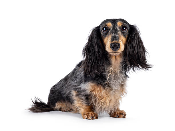 istock Dachshund dog on white background 2213059550