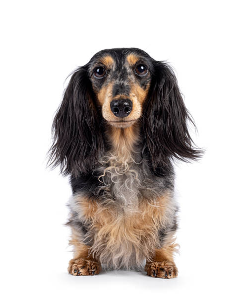 istock Dachshund dog on white background 2213059558
