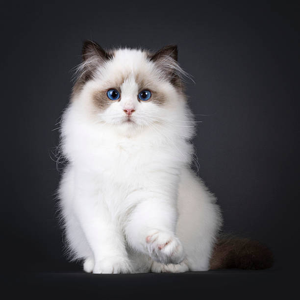 istock Seal Ragdoll cat kitten on black background 2213059612
