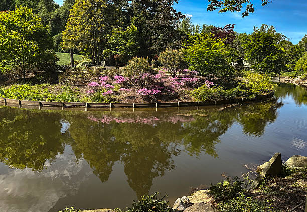 istock Late Spring blooms on an island in the lake. 2213059814
