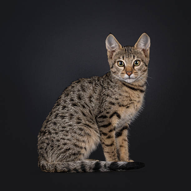 istock Black tabby spotted cat on black 2213059860