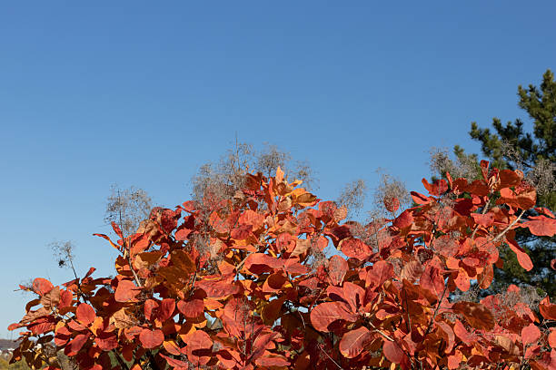 Fall. A red bush against the blue sky