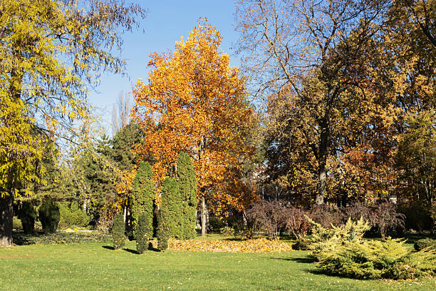 Late fall. City park with colorful trees