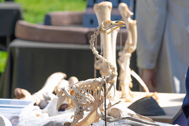 Bird skeleton displayed on outdoor table at educational event