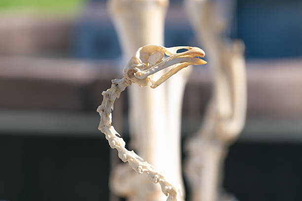 istock Close-up of bird skeleton showing detailed bone structure 2213061545