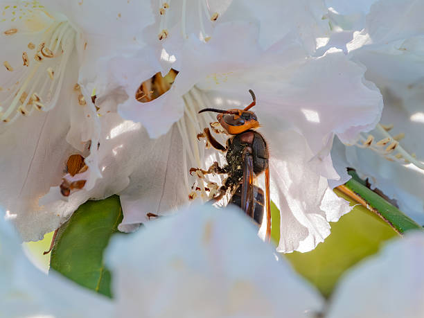 istock Hornet on White Flowers 2213062303