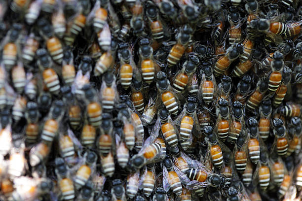 istock Close-Up View of Honeybees Gathering on a Bee Colony Structure 2213062545
