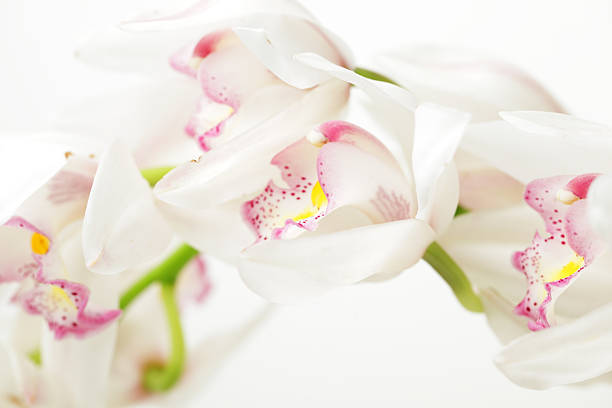 Elegant White Orchids with Delicate Pink Accents on Soft Background
