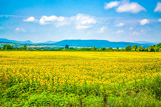 Ripe sunflowers field on nice summer day Bulgaria. Sunflowers field on nice summer day seen from passing train window on Karnobat-Varna line.
