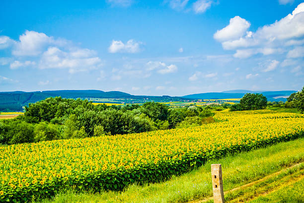 Ripe sunflowers field on nice summer day Bulgaria. Sunflowers field on nice summer day seen from passing train window on Karnobat-Varna line.