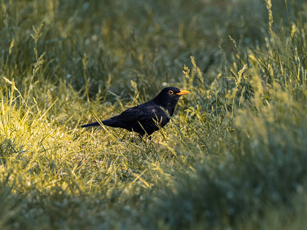 A male blackbird with glossy black feathers and a bright yellow beak stands alert among tall, sun-dappled grass. The soft lighting highlights the texture of the feathers and the natural vibrancy of the meadow environment. The composition evokes a peaceful, early morning atmosphere.