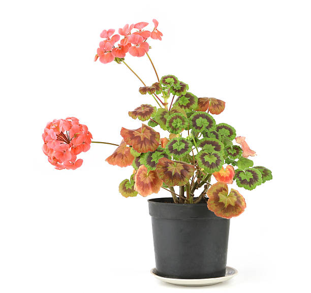 Blooming houseplants flowers Geranium.