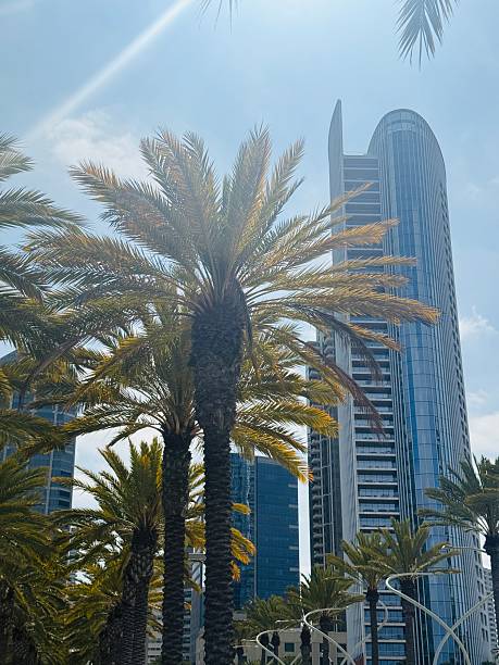 istock Palm trees in the city 2213063785