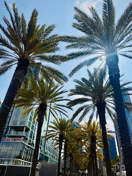 istock Palm trees in the city 2213063786