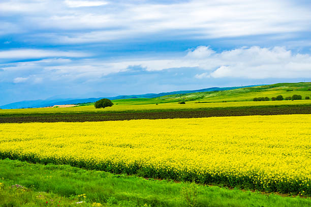 istock Panoramic view ripe rapeseed field at spring Bulgaria 2213063906