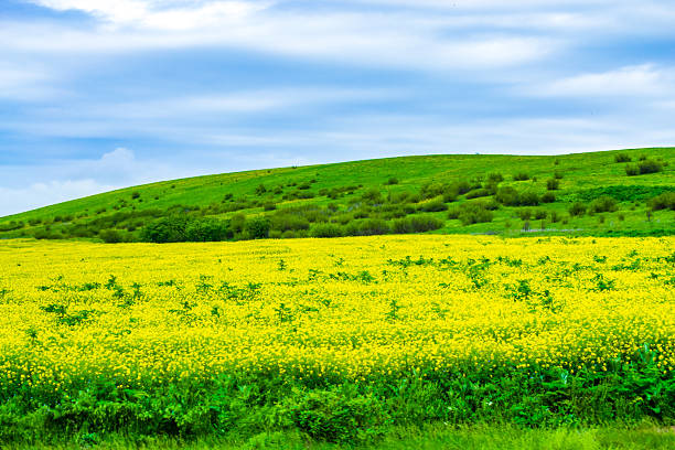 Panoramic view ripe rapeseed field at spring Bulgaria. Vast agriculture fertile field and rainy skies above Thracian valley under rany clouds ,Balkan mountains in the distance,Plovdiv region,Central Bulgaria