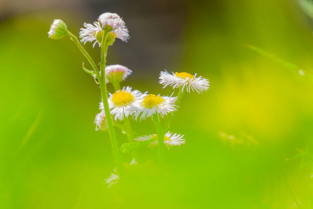 A close-up shot with a soft focus highlights a cluster of small white flowers with yellow centers. The petals are thin and delicate, radiating outwards. The background is a blurry wash of vibrant green, suggesting foliage and creating a dreamy, ethereal atmosphere.