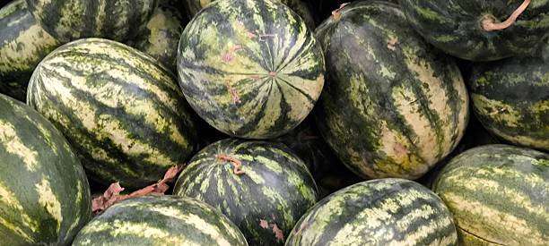 istock Fresh watermelon from the orchard. Agricultural products. 2213064733