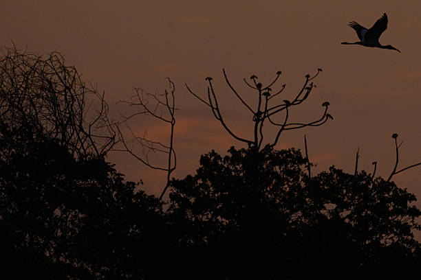 A Heron flies during a sunset at the Pantanal, the largest wetland in the world, in Pocone, Mato Grosso, Brazil, September 23, 2023