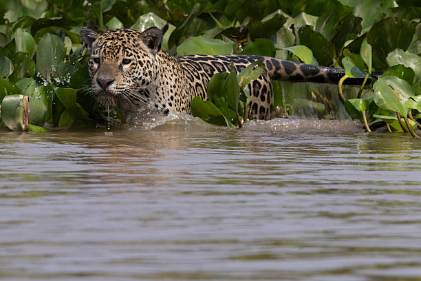 istock A jaguar is seen in the Pantanal 2213064796